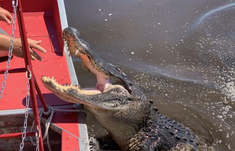 Airboat to see Alligators - New Orleans